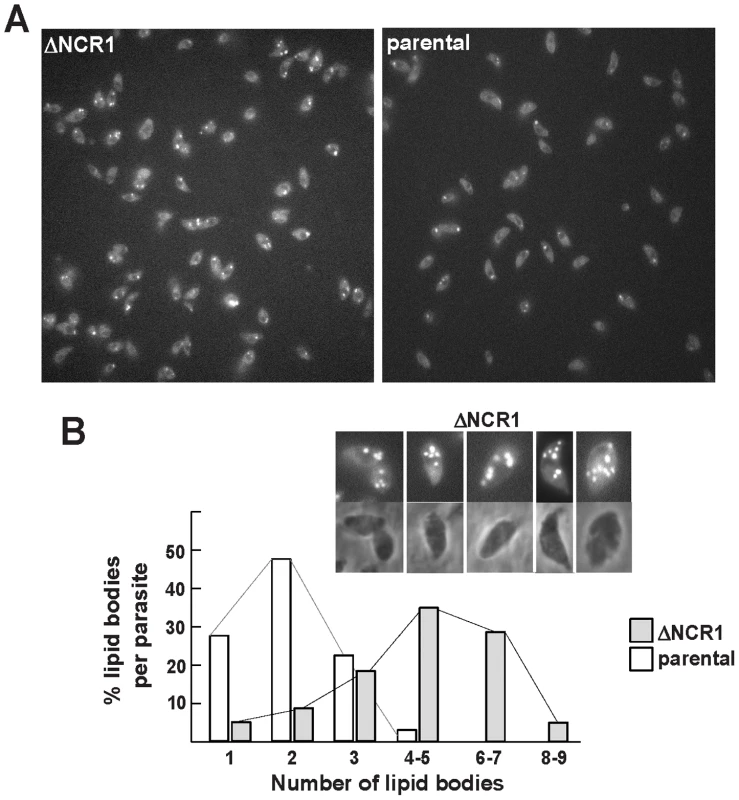 Production of lipid bodies by TgNCR1-deficient parasites.