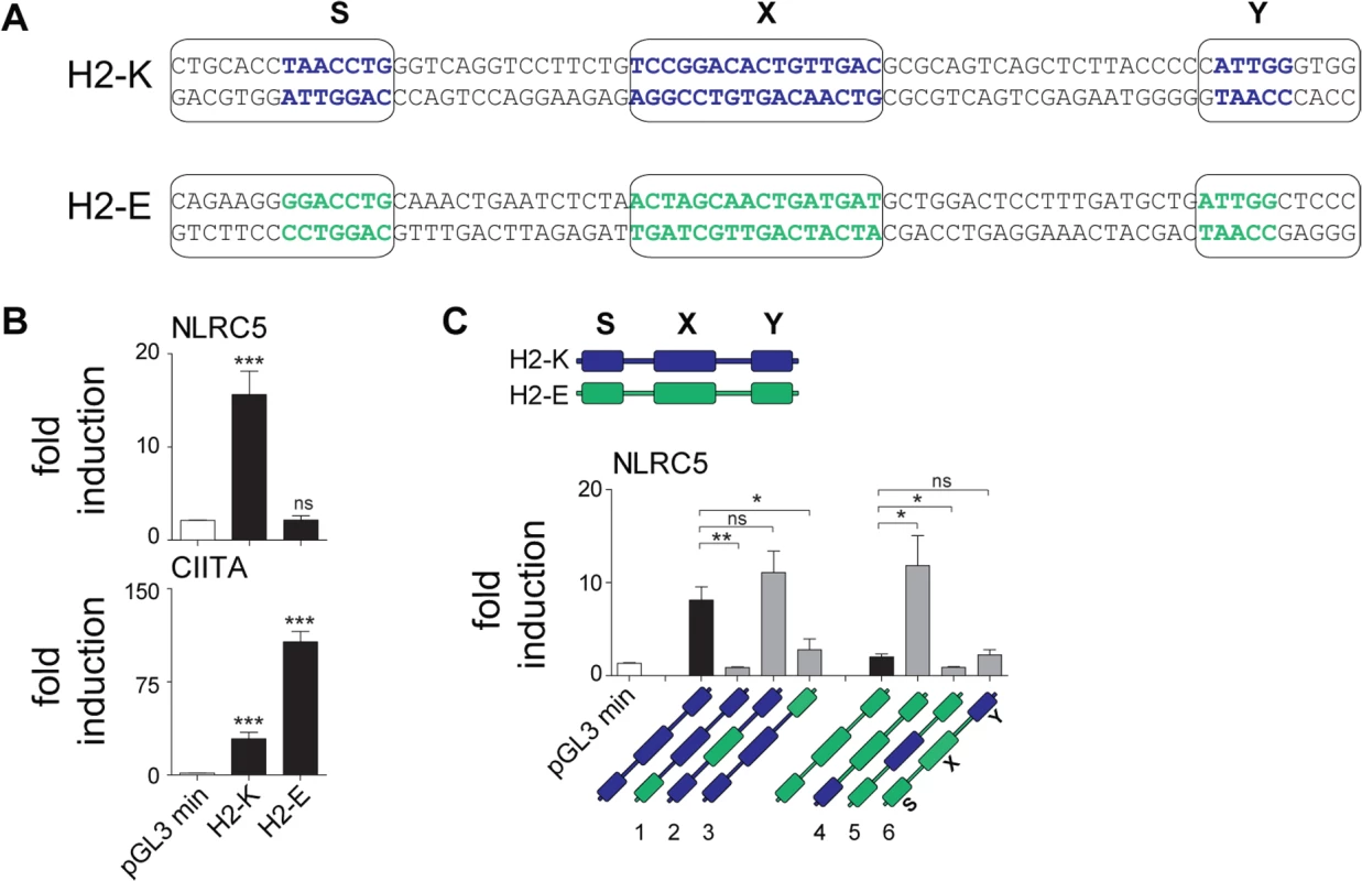 The S box sequence is required for NLRC5-mediated transactivation.
