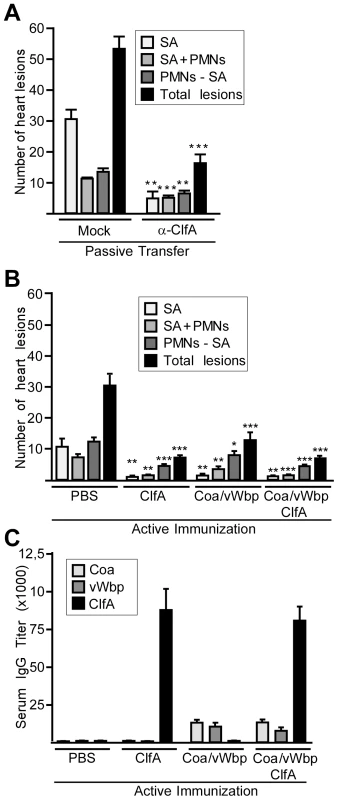 Neutralization of coagulases and ClfA prevents staphylococcal agglutination in heart tissues of septic mice.