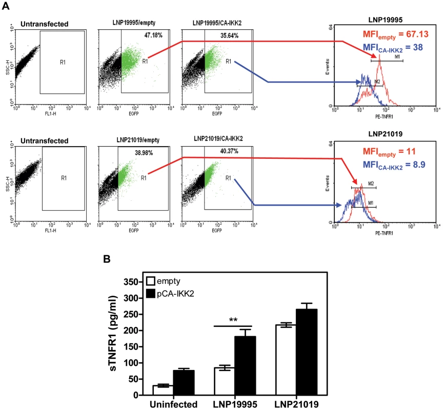 Constitutive activation of NF-κB decreased surface expression of TNFR1 and increased sTNFR1 shedding.