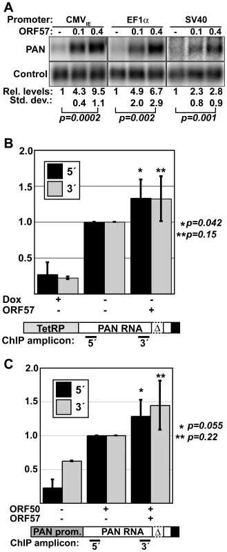 PAN RNA is posttranscriptionally up-regulated by ORF57.