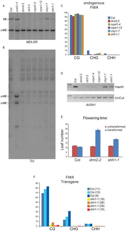 Characterization of methylation defects in the <i>shh1</i> mutant.