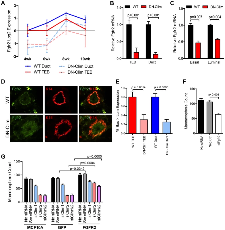 Fgfr2 downregulation in the mammary gland leads to loss of stem/progenitor cell activity.