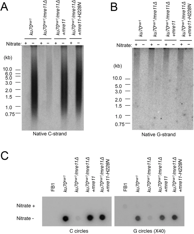 Suppression of the ALT telomere phenotypes of <i>ku70</i><sup><i>nar1</i></sup> mutant by <i>mre11</i> deletion.