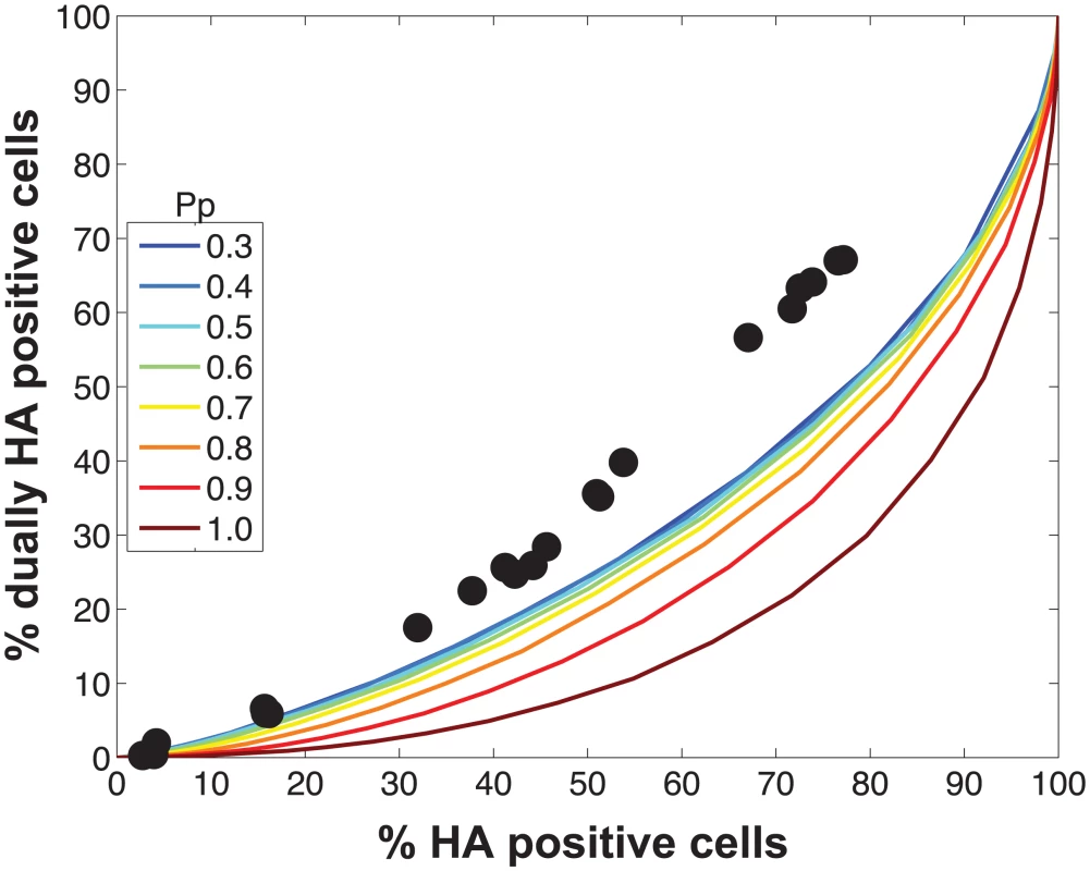 Modeled outcomes do not match the observed relationship between HA positive and dually HA positive cells when P<sub>P</sub> is constant among the eight segments.