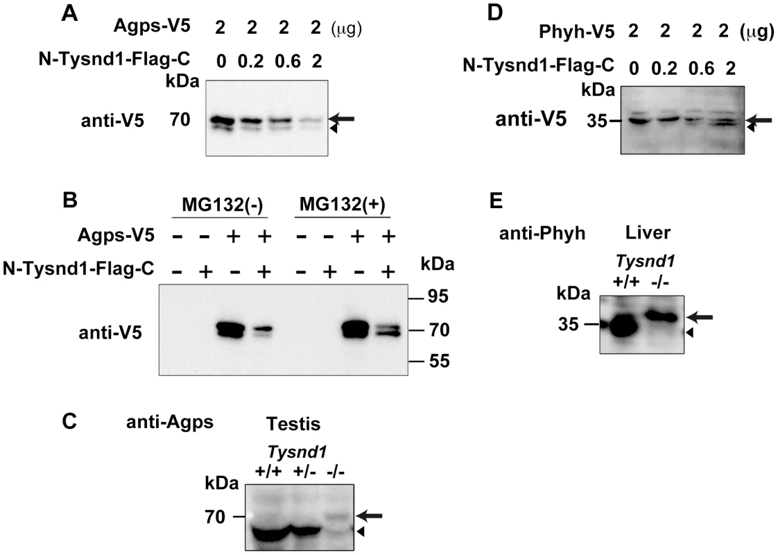 Tysnd1 processes Agps and Phyh <i>in vitro</i>.