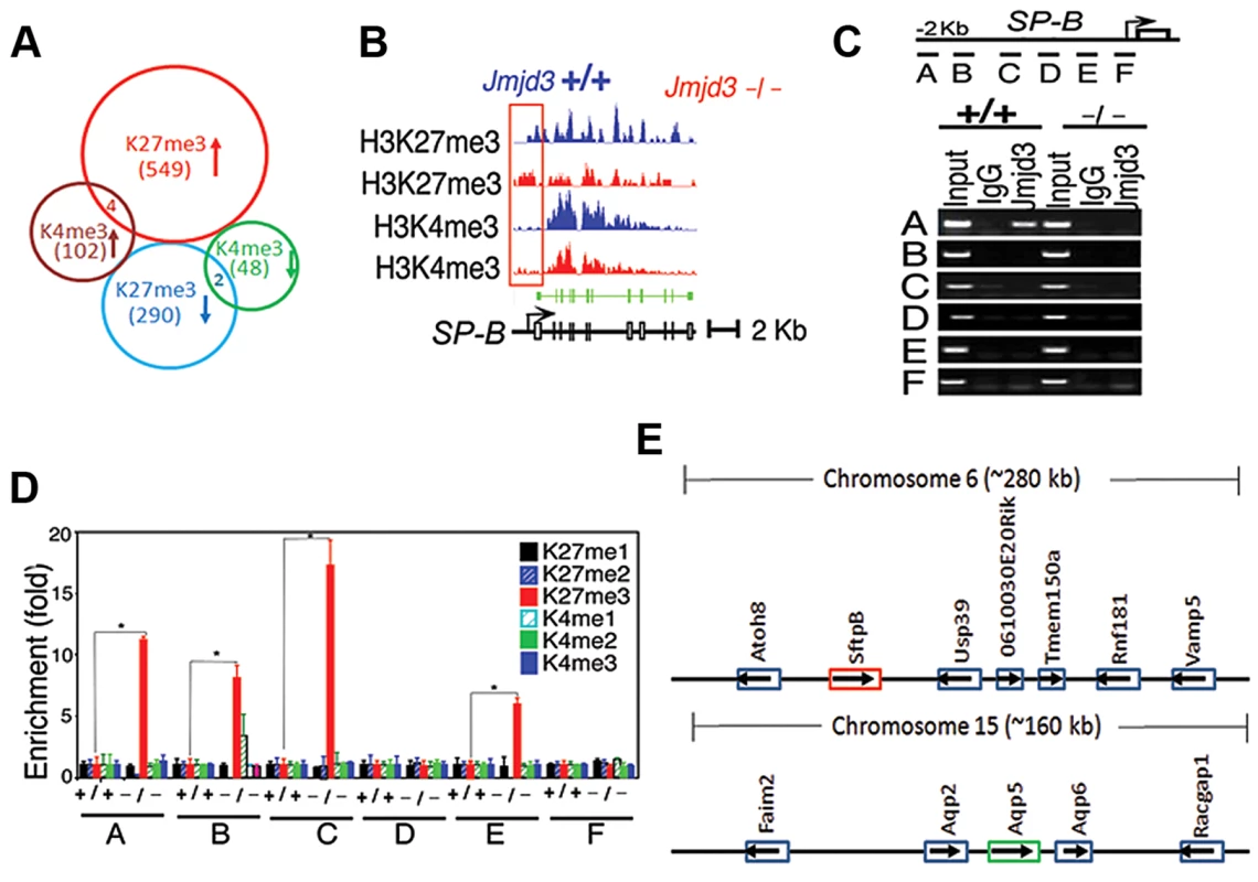 <i>Jmjd</i>3 ablation affects global histone methylation in lung tissues and methylation status of the promoter regions of target genes.
