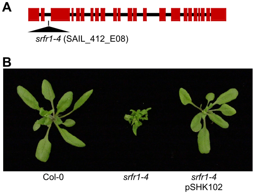 A mutation in <i>SRFR1</i> causes severe stunting in Col-0.