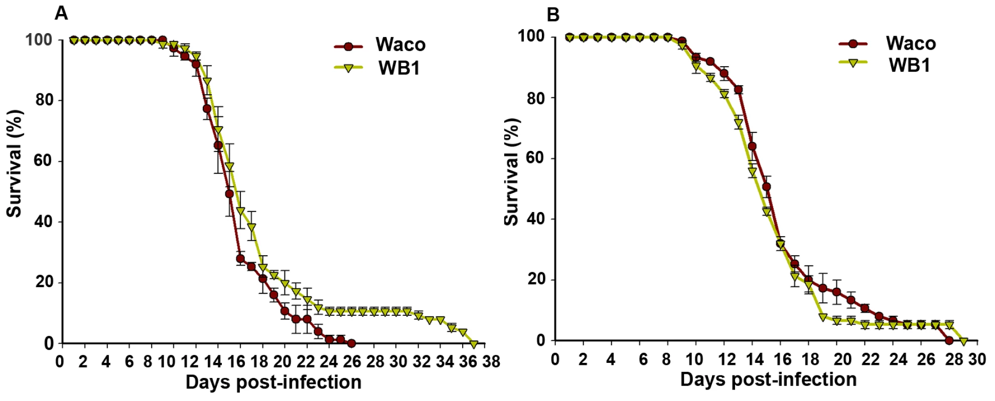 Longevity of Waco and WB1 mosquitoes fed with blood mixed with or without DENV.