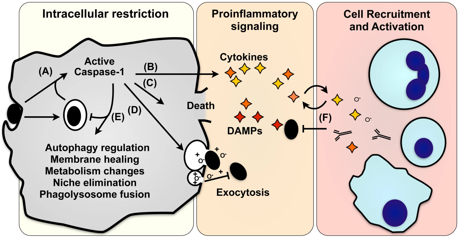 Effector mechanisms of pyroptosis.