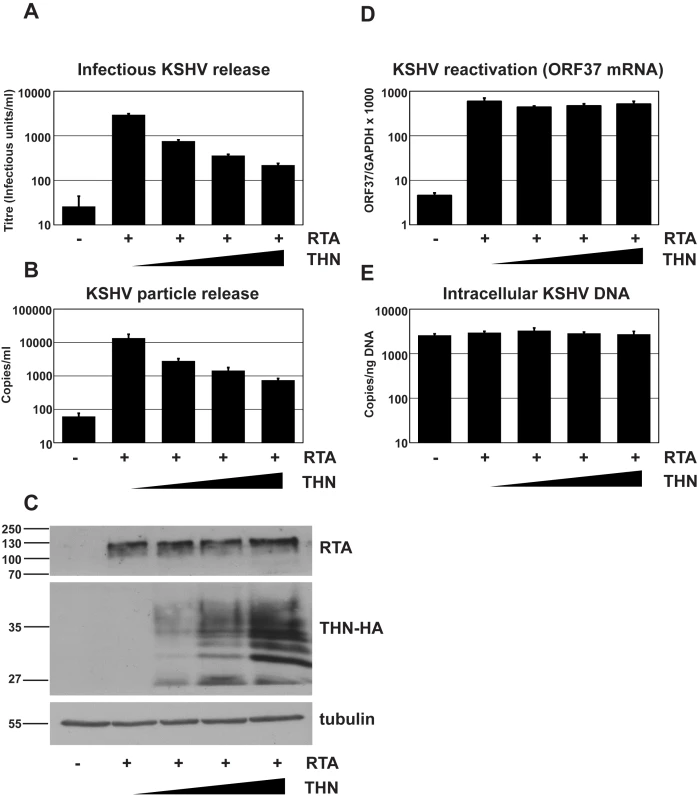 Over-expression of human tetherin restricts KSHV particle release.