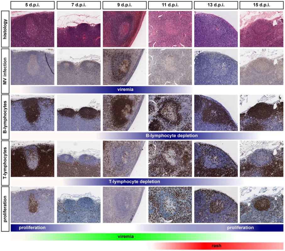 Histology and immunohistochemistry of lymphoid tissues obtained from macaques euthanized between 5 and 15 d.p.i.