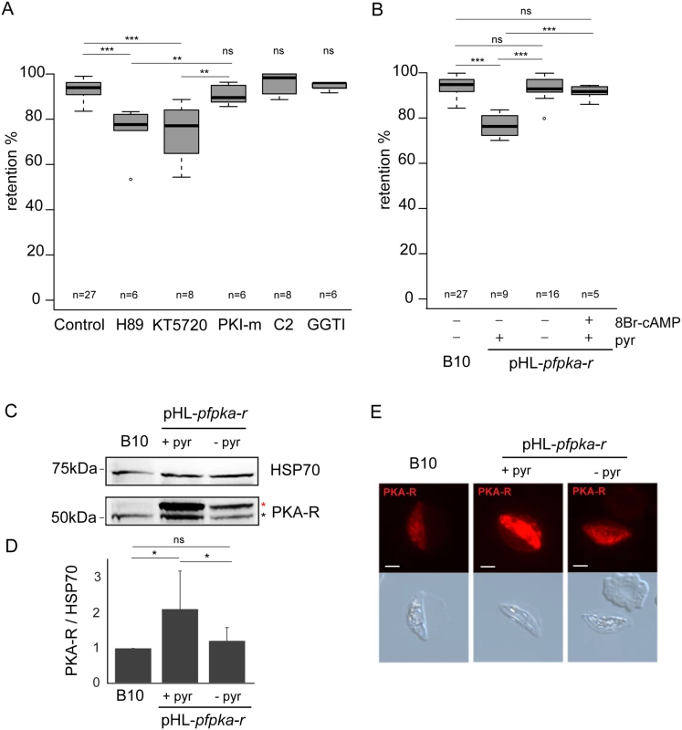 <i>Pf</i>PKA-mediated phosphorylation contributes to immature GIE stiffness.