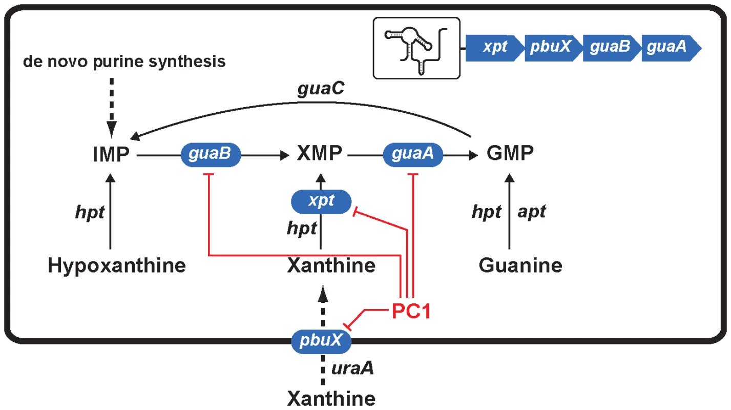 Scheme representing the action mechanism of PC1 on <i>S. aureus</i> guanine pathway.
