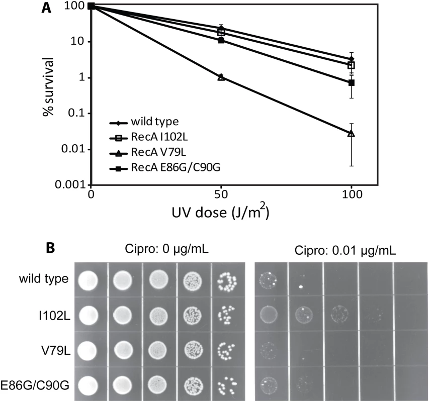 The effects of RecA variants on UV radiation and ciprofloxacin sensitivity.
