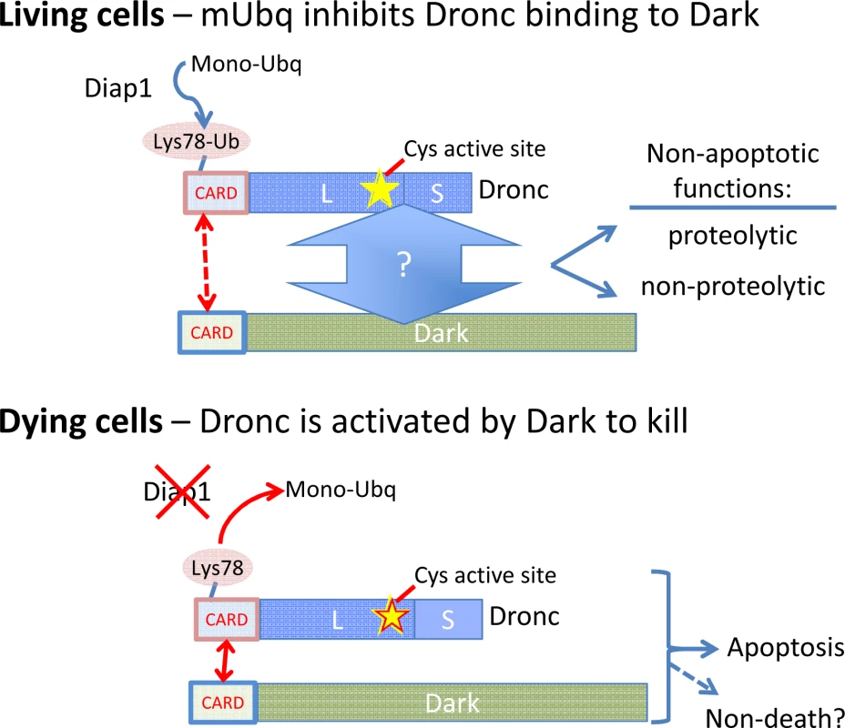 The caspase Dronc functions in both living and dying cells.