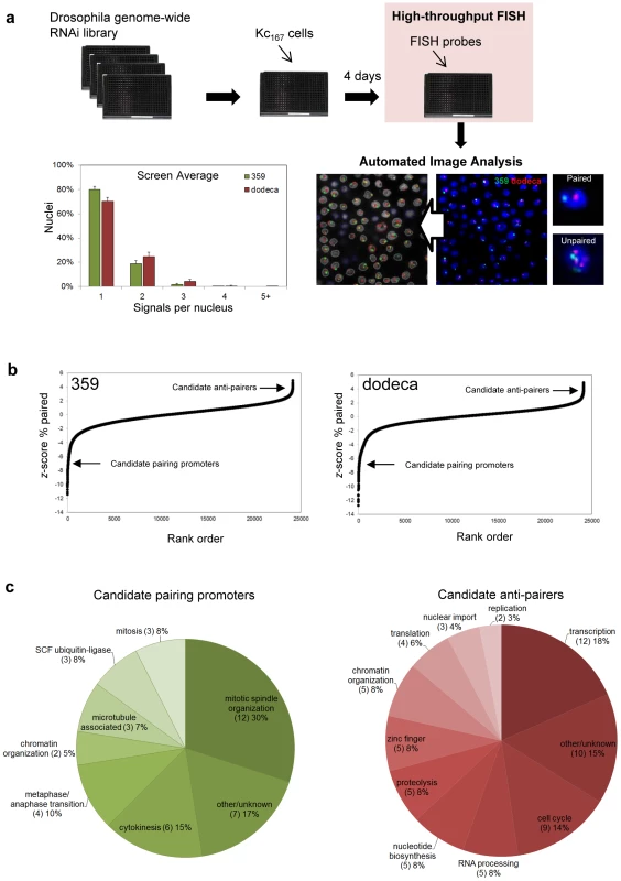 RNAi–mediated FISH–based screen of Drosophila cells for heterochromatic pairing factors.