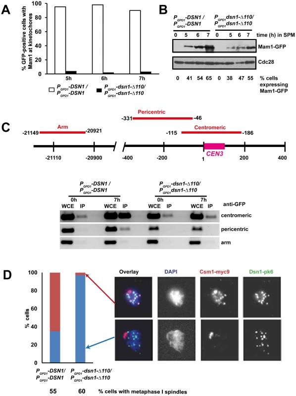 The Csm1-Interaction Domain of Dsn1 is required for monopolin association with kinetochores.