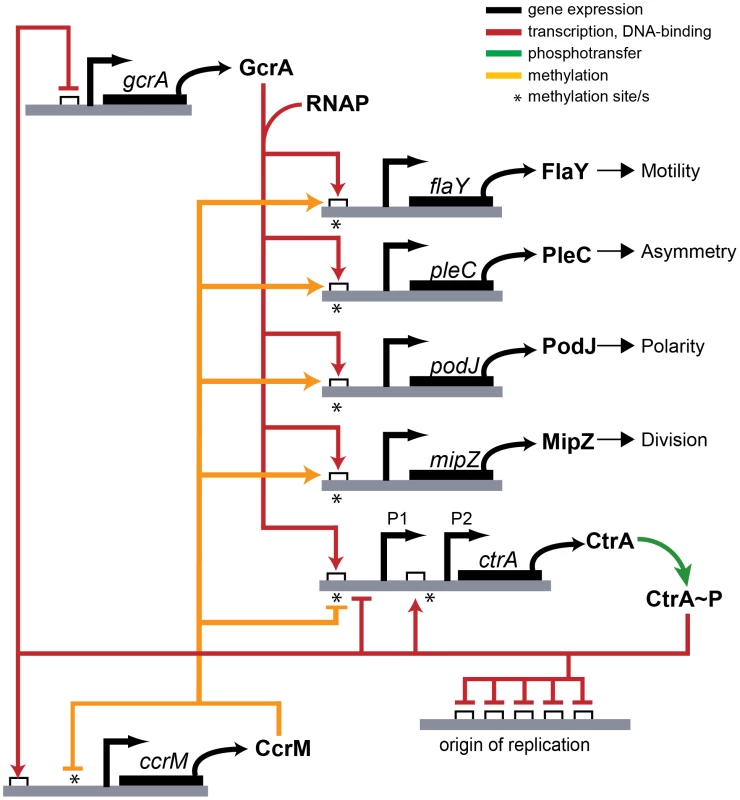 Model of transcriptional regulation by GcrA and CcrM.
