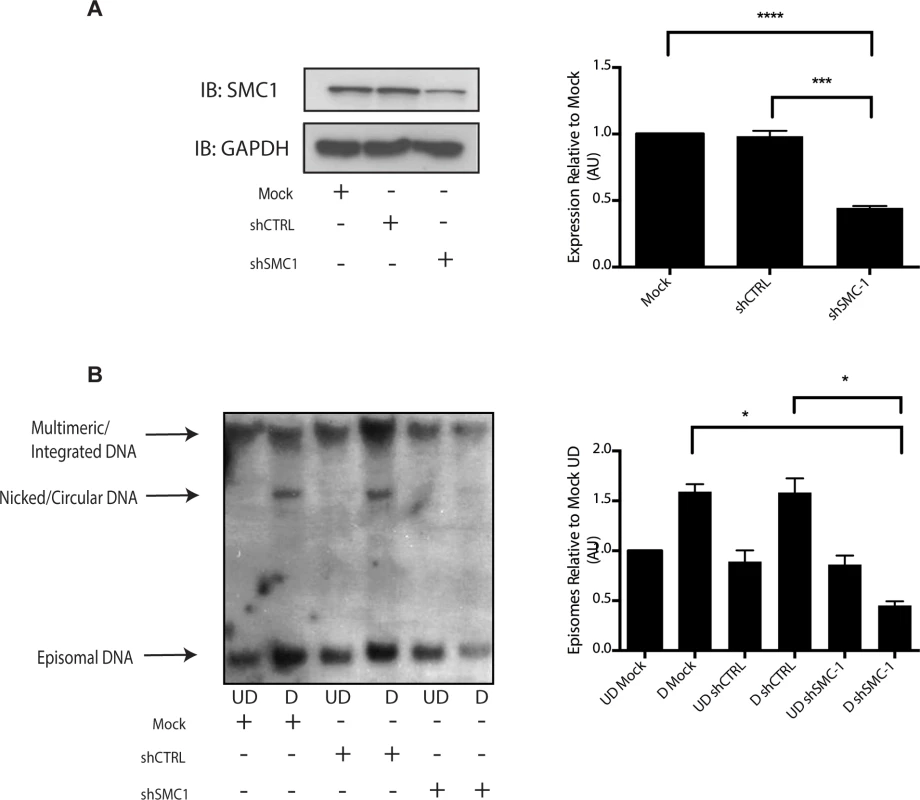 Knockdown of SMC1 with shRNA blocks viral genome amplification.
