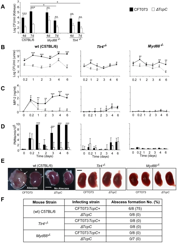 TcpC acts as a virulence factor by promoting bacterial persistence in the urinary tract and abscess formation in the kidneys of wild type mice.