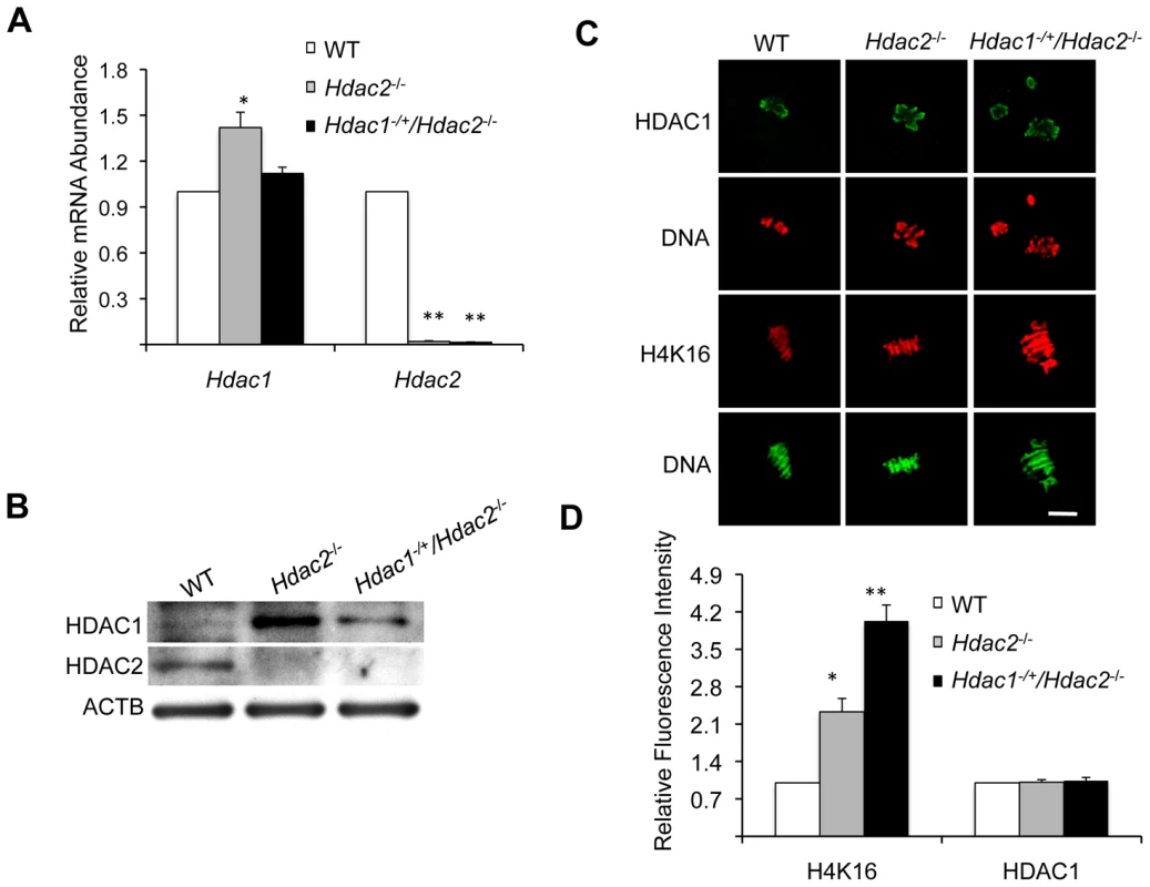 Depletion of maternal HDAC2 results in increased histone H4K16 acetylation following oocyte maturation.
