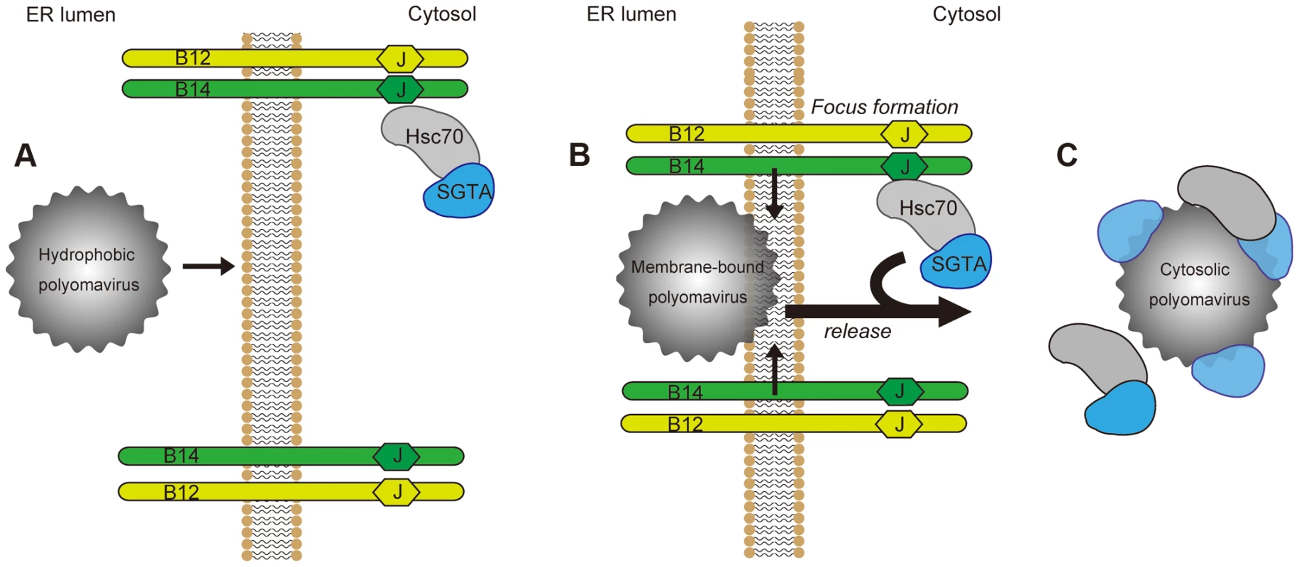 Model for ER-to-cytosol transport of polyomaviruses mediated by foci formation and cytosolic SGTA.