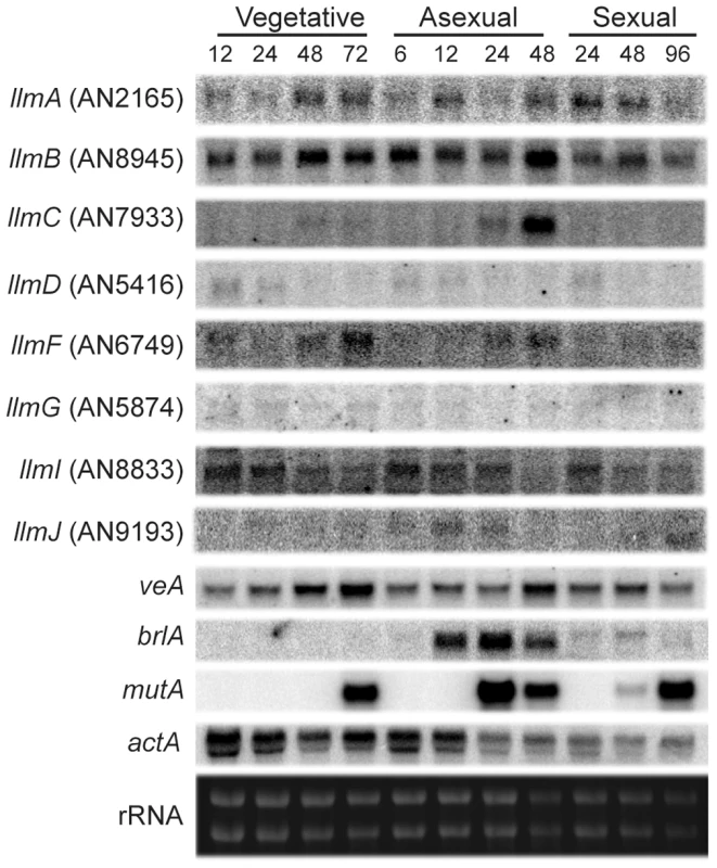 LaeA-like methyltransferases expression over different development stages.