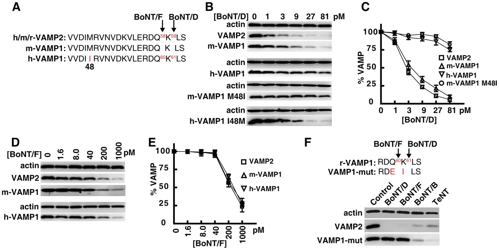 Human VAMP1 is a poor substrate for BoNT/D in neurons.