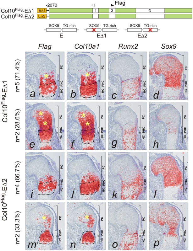 Mutation of SOX9 binding consensus results in derepression of <i>Col10a1</i> transgene expression <i>in vivo</i>.