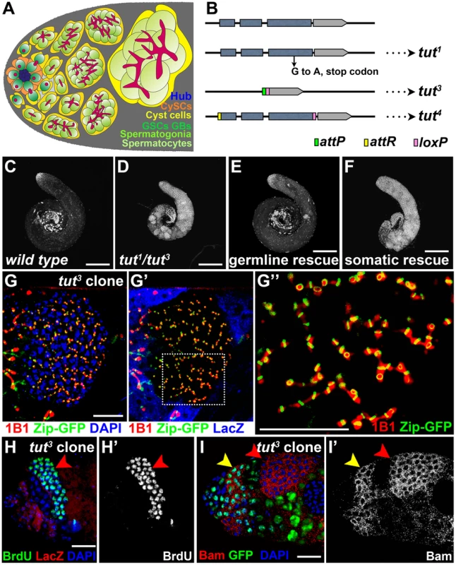 <i>tut</i> restricts spermatogonial proliferation cell-autonomously.
