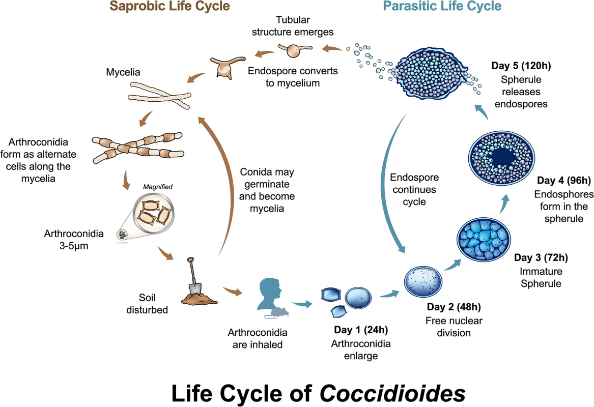 Life cycle of <i>Coccidioides</i>.