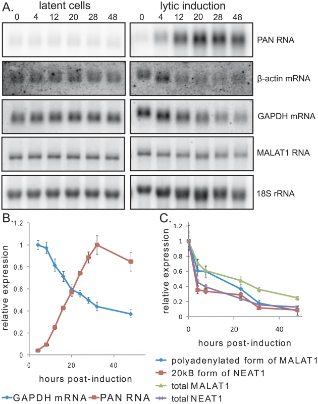 Expression of PAN RNA is coincident with the host shutoff effect.
