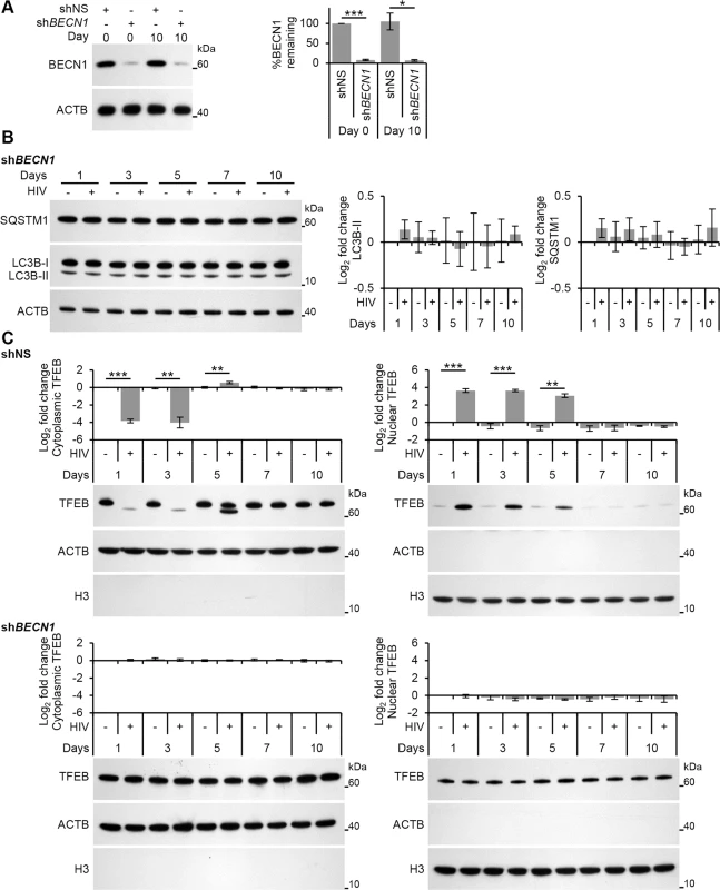 HIV-mediated autophagy induction and nuclear translocation of TFEB is dependent upon BECN1.