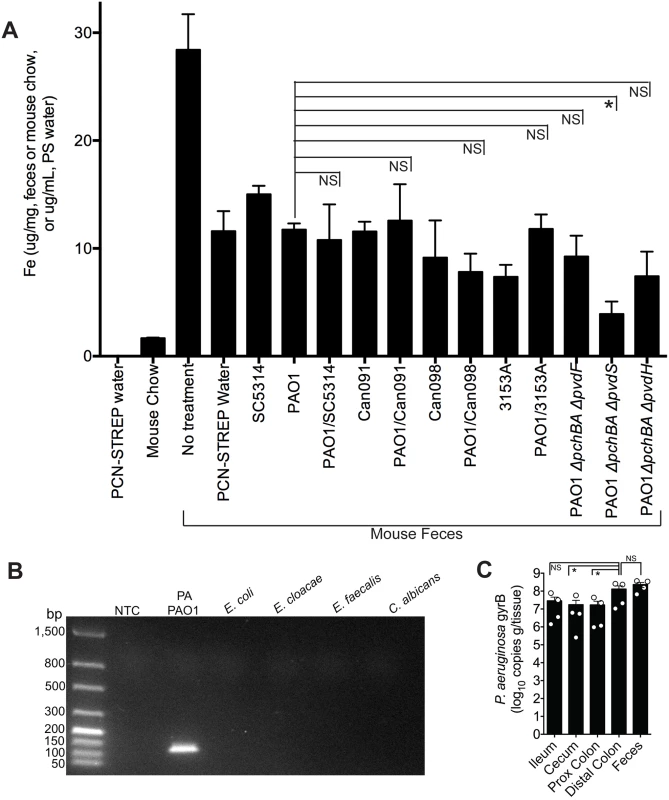 The addition of <i>C</i>. <i>albicans</i> to a <i>P</i>. <i>aeruginosa</i>-colonized murine gut does not significantly increase gut iron levels.