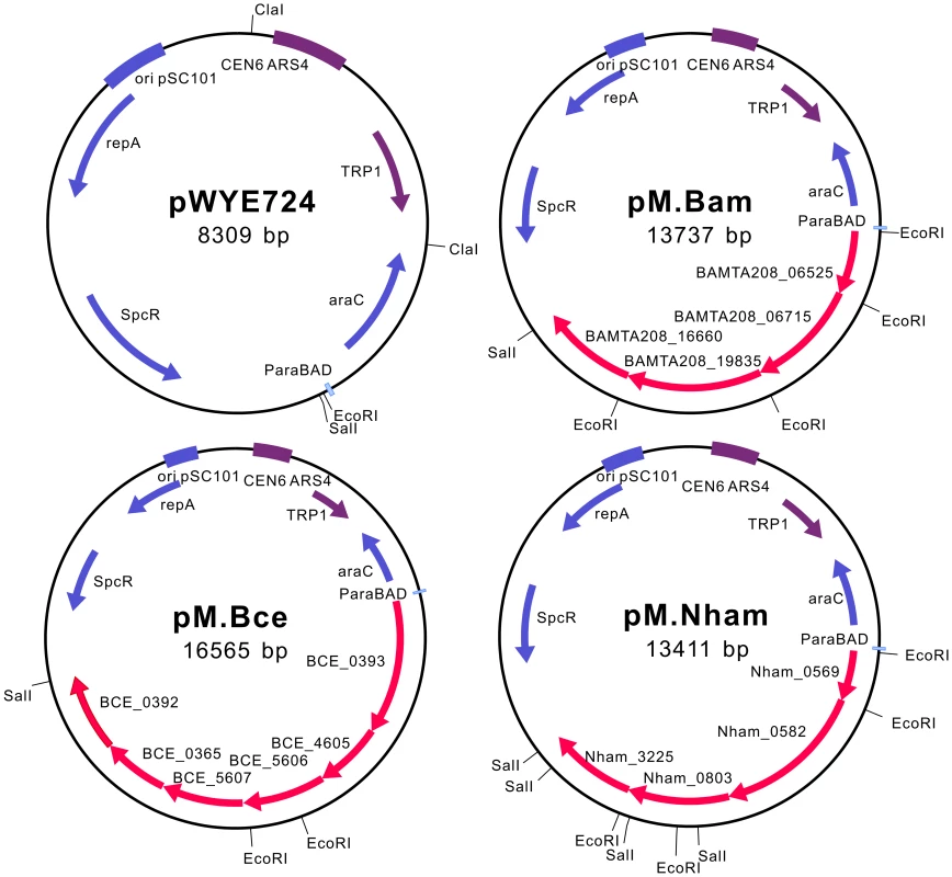 Schematic diagrams of pMoDMP plasmids.