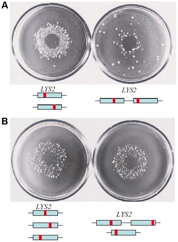 HAP induces mutants in duplicated genes when ploidy is more than one.