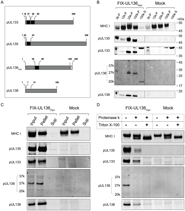 pUL133, pUL135, and pUL136 are integral membrane proteins associated with microsomal membranes.