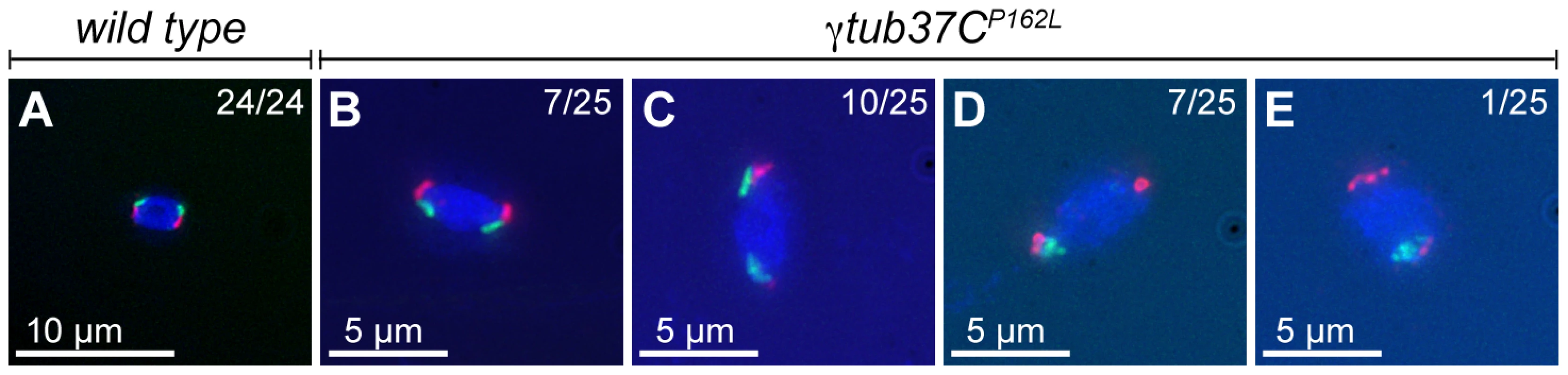 At metaphase I chromosomes congress randomly in <i>γtub37C<sup>P162L</sup></i> mutant oocytes.