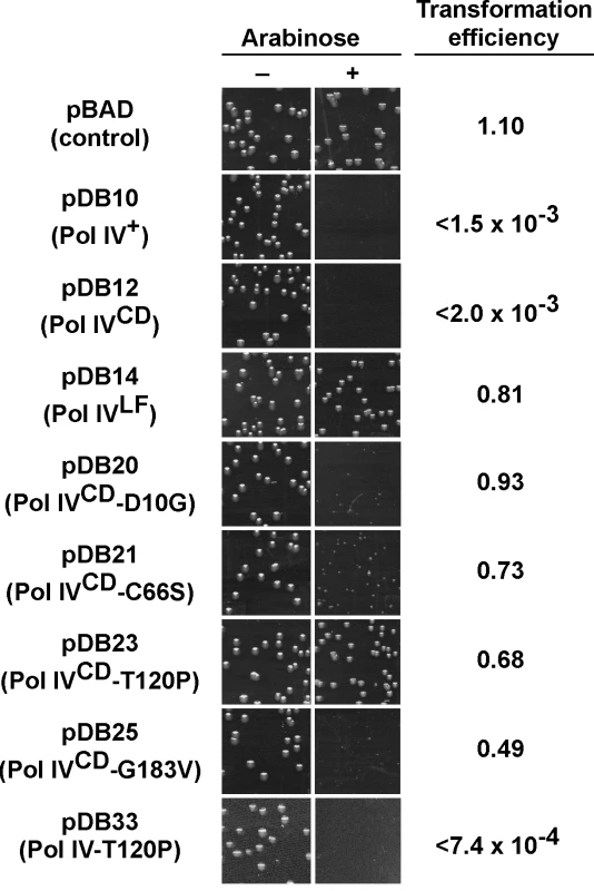 Ability of mutations in Pol IV<sup>CD</sup> to impede <i>E</i>. <i>coli</i> growth when overexpressed.
