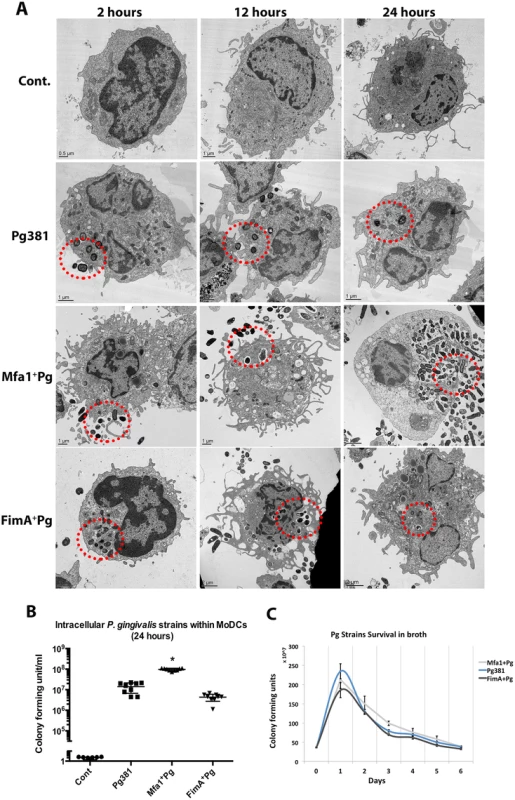 High intracellular content of Mfa1<sup>+</sup>Pg within human MoDCs.