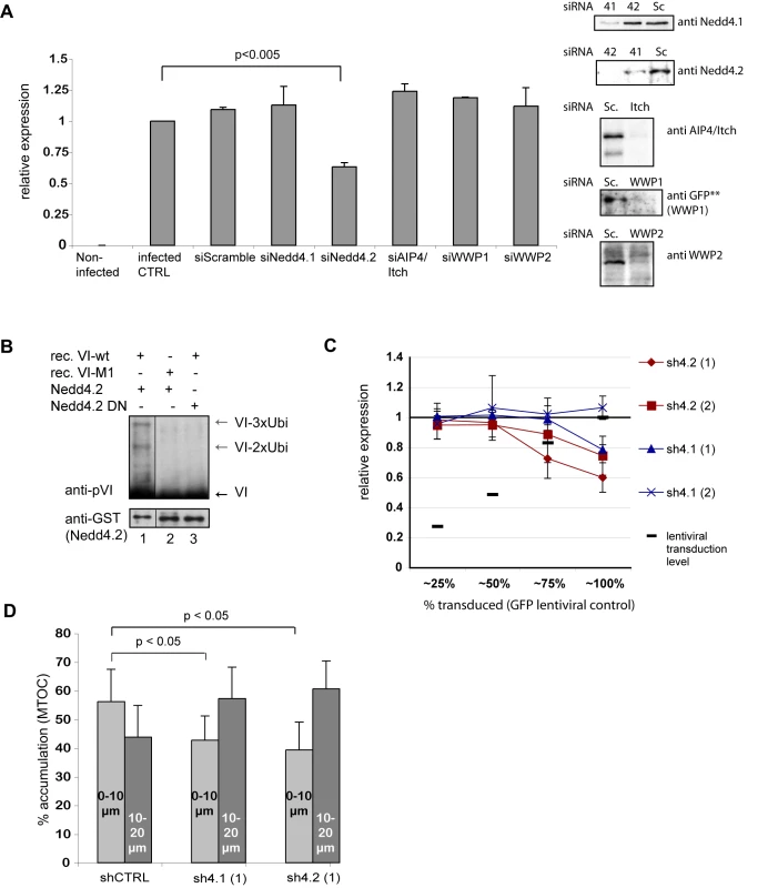 Nedd4.2 ubiquitylates protein VI and is required for efficient Ad transduction and MTOC accumulation.