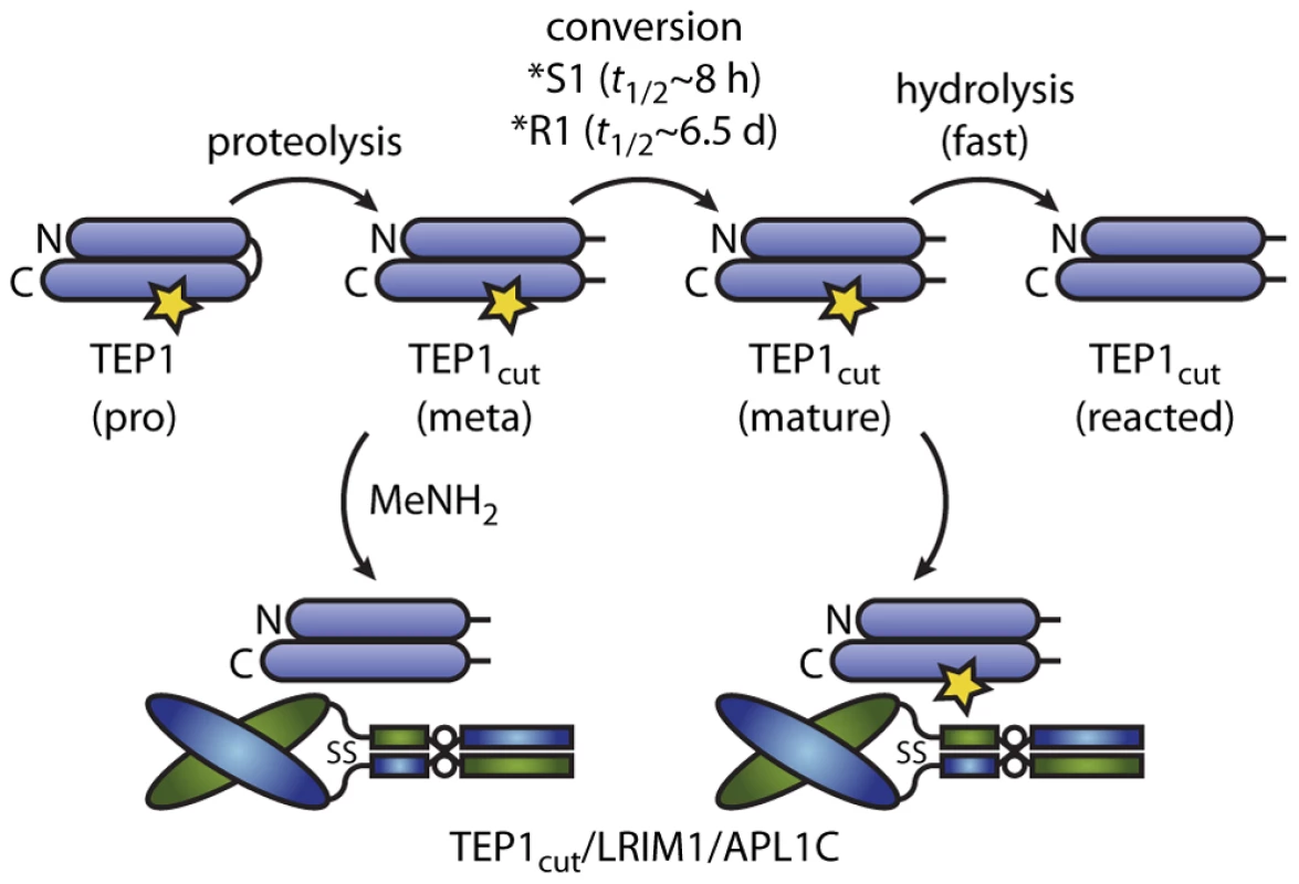 Conformational change and thioester reactions of TEP1*S1 and TEP1*R1 <i>in vitro</i>.