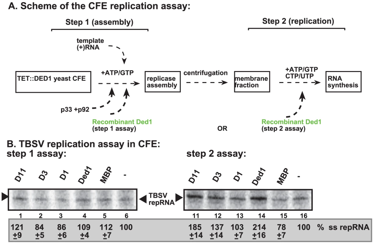 Step-wise cell-free TBSV replication assay does not support a role for Ded1p helicase in the assembly of the TBSV VRC.