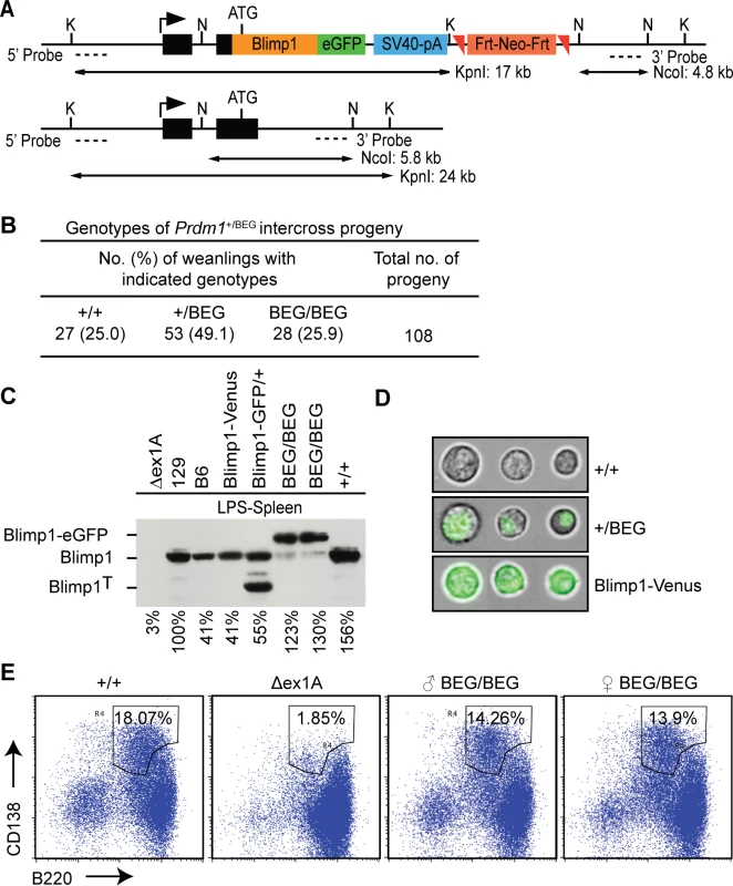 The eGFP-tagged Blimp1 knock-in allele efficiently rescues plasma cell differentiation.