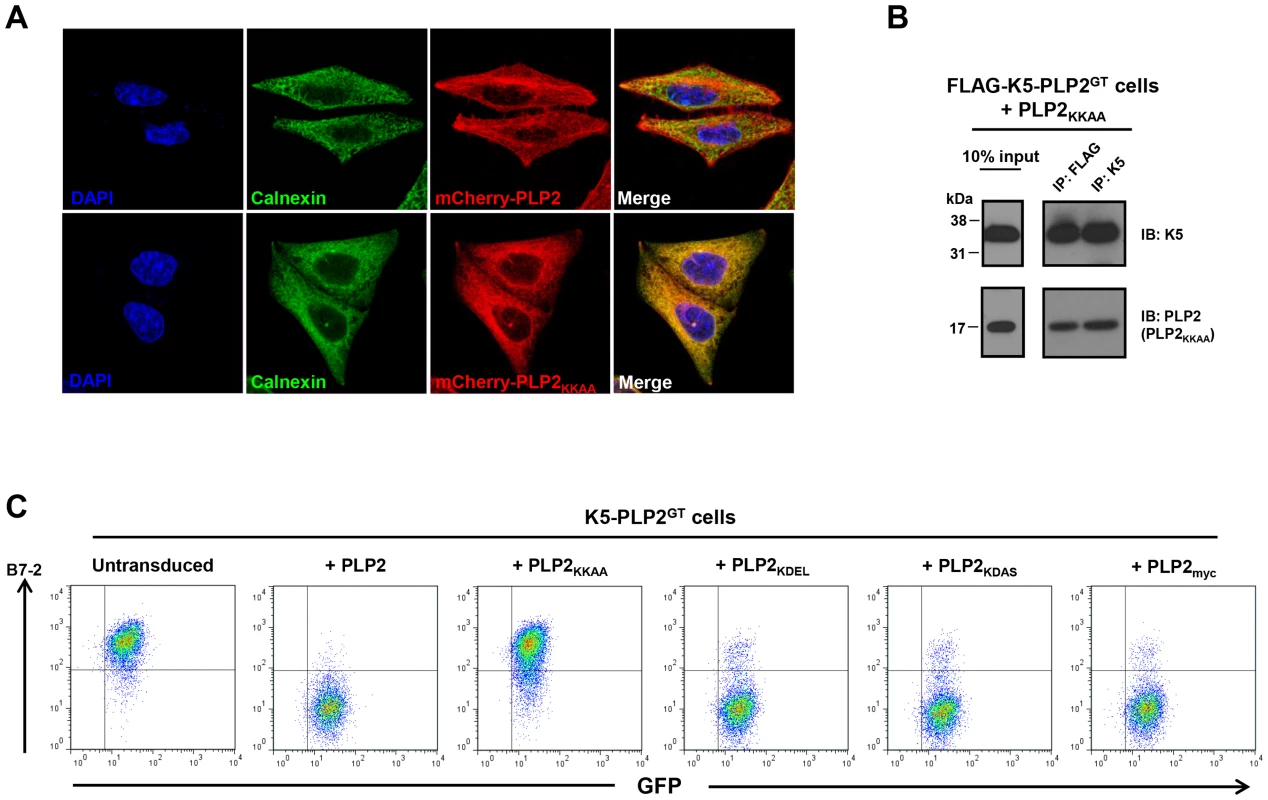 An ER-retained PLP2 mutant can still bind K5 but cannot support the K5-mediated downregulation of B7-2.
