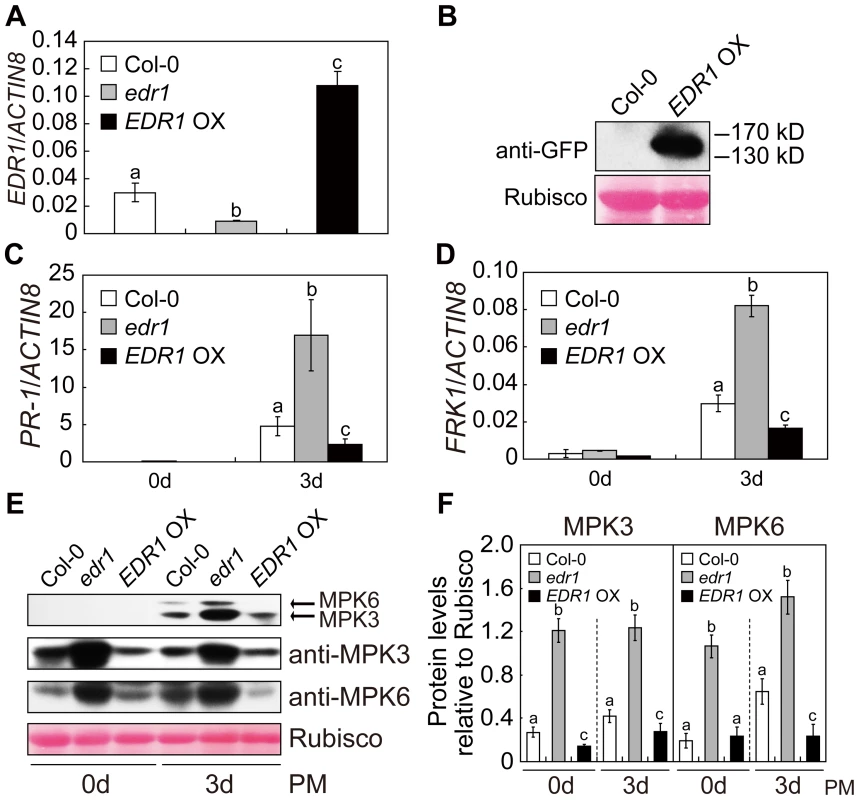 Over-expression of <i>EDR1</i> reduced the kinase activity and protein levels of MPK3 and MPK6.