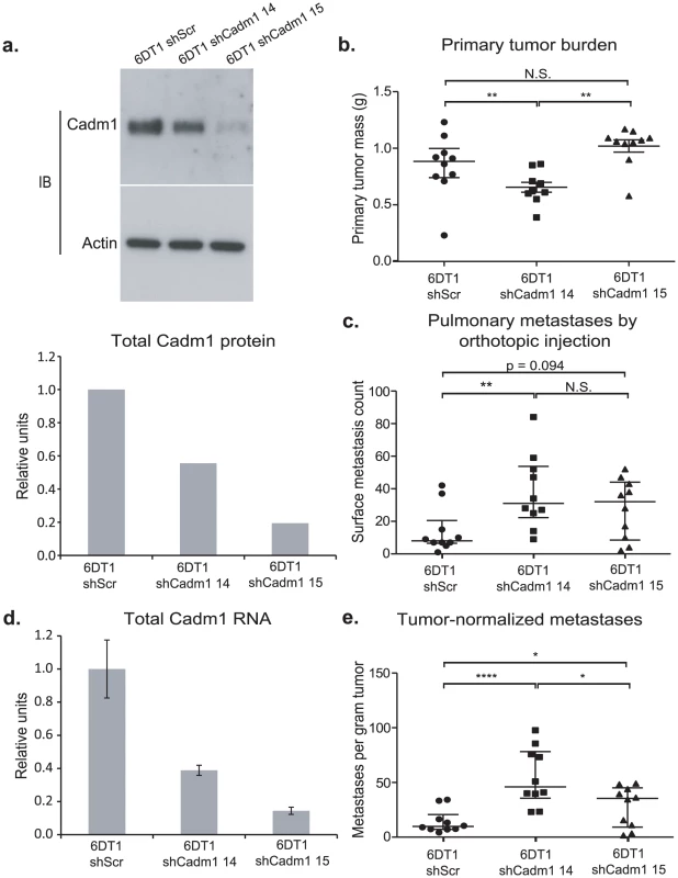 The effect of <i>Cadm1</i> knockdown on tumor growth and metastasis <i>in vivo</i>.