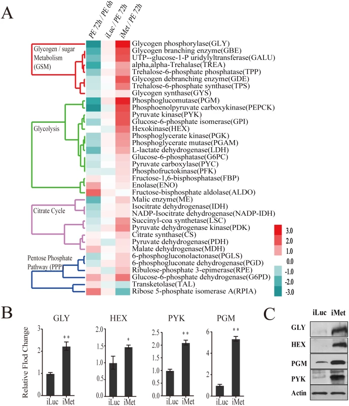 CM genes are upregulated in the Met-depleted mosquito.