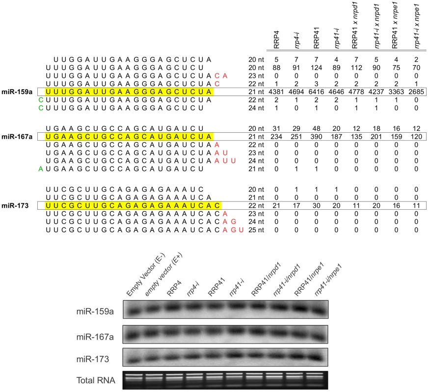 Expression of miRNAs in exosome mutants.